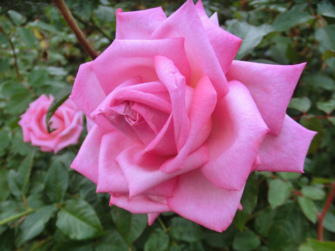 ウェディング　ベルズ5148