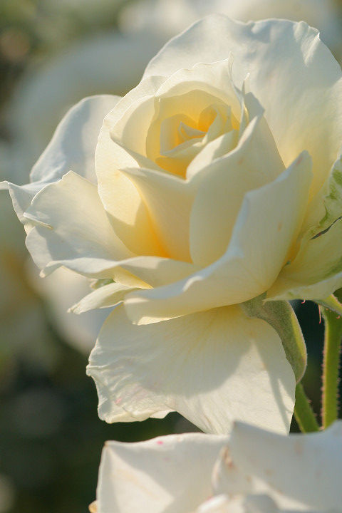 ぎんれい　銀嶺