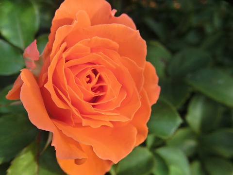 ビブレ　バカンス！5265