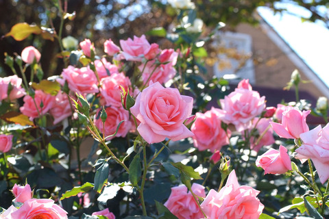 プリンセス　アイコsDSCF8129