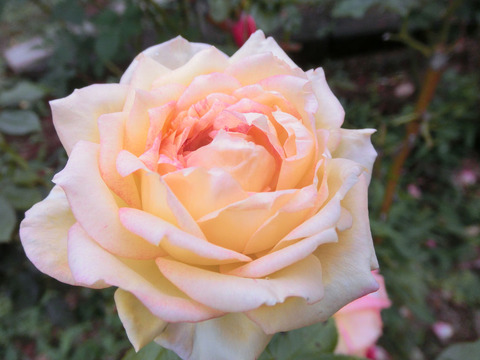 あさぐも　朝雲sCIMG5096