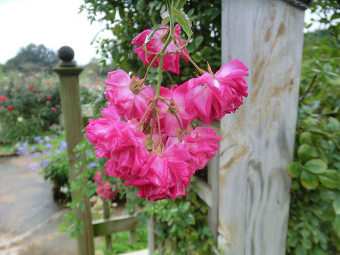 スーパー　エクセルサ5102