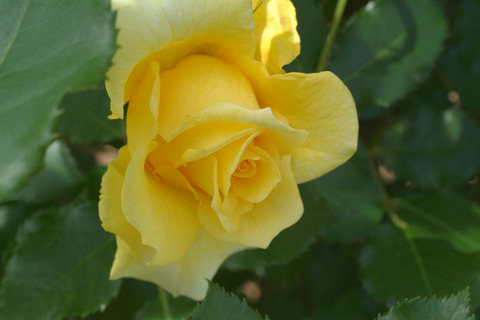 ゴールド　バニーsDSCF0907