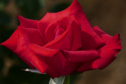 レッド　クイーンs_1220028