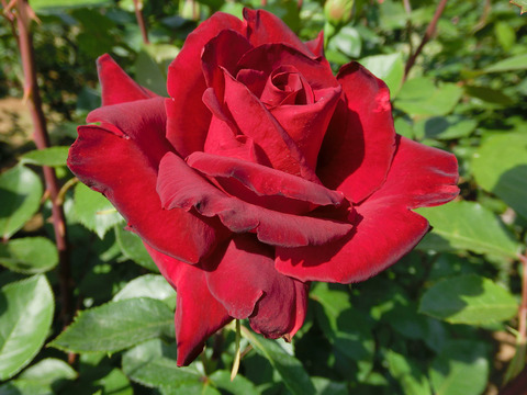 ねつじょう　熱情sCIMG3989