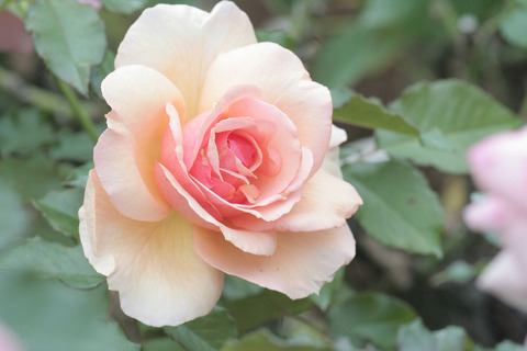 フレグラント　アプリコットsIMG_7324