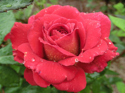 あやおりsCIMG6132