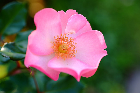 ブレーズ　オブ　グローリー5004