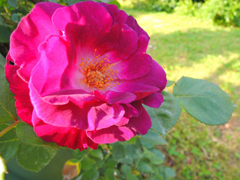 ソニャドールsDSCN4155