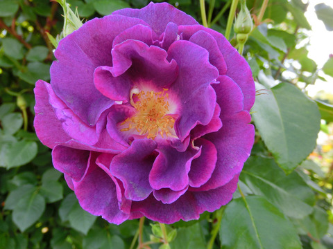 マジェンタ　スカイsCIMG5078