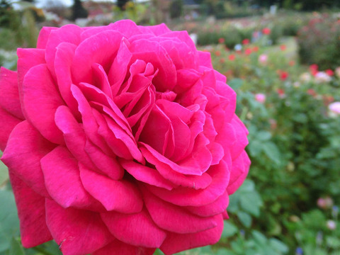 ゲーテ　ローズ　1260