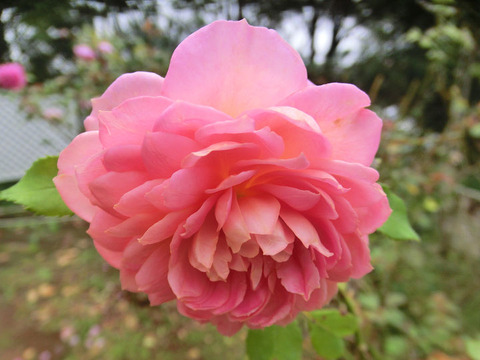 ジュビリー　セレブレーション5411