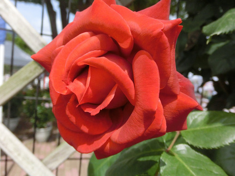 テラコッタsCIMG4829