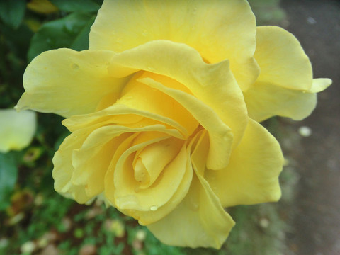 グレイス　ランド5284