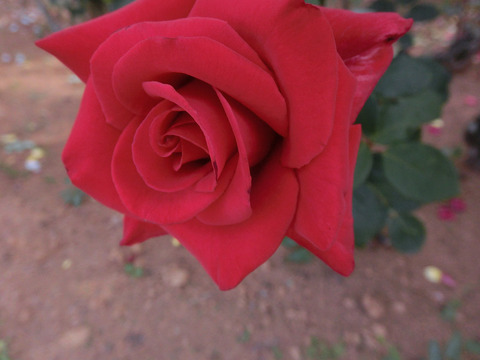 カーディナルsCIMG5364