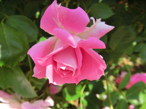 ケアフリーワンダー1181