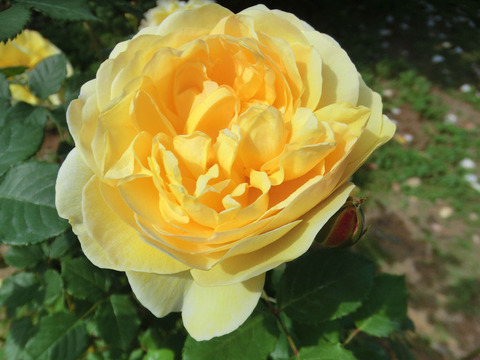 ザ　ポエッツ　ワイフ0395