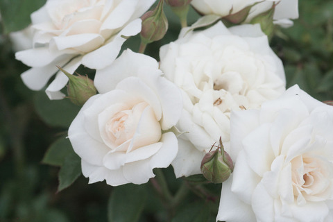 よそおいsIMG_7009