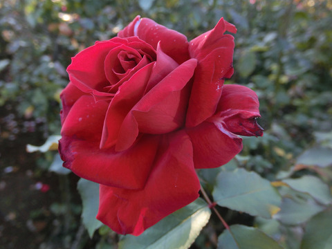 ルージュ　メイアンsCIMG8975