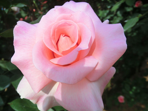 サマー　レディ0461