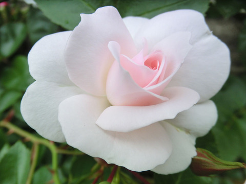 アスピリン　ローズsCIMG5719