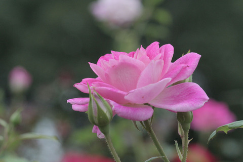 ブリリアント　ピンク　アイスバーグsIMG_6487