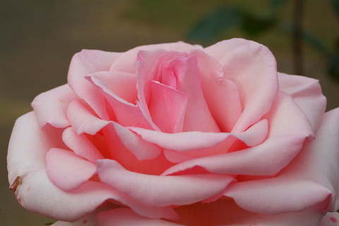 さんび　賛美sDSCF2409