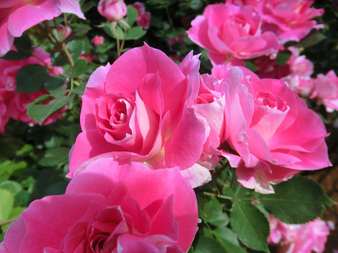 ケアフリー　ワンダー0489