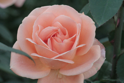 ゆめ　夢sIMG_6040