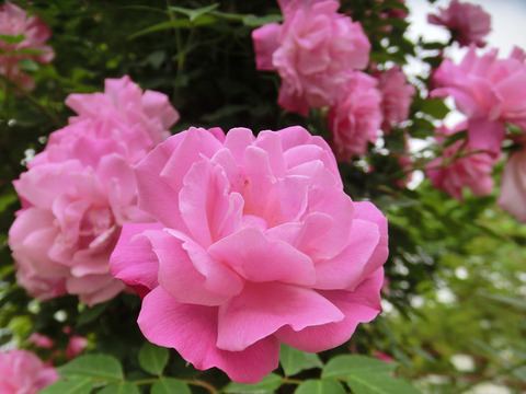 オールド　ブラッシュ0780