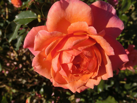 アルブレヒト　デューラー　ローズsCIMG8432