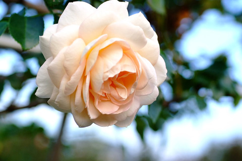 マリー　アントワネット5549