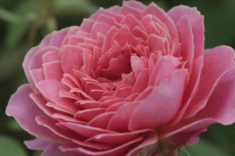 ロマンティック　アンティークsIMG_7095