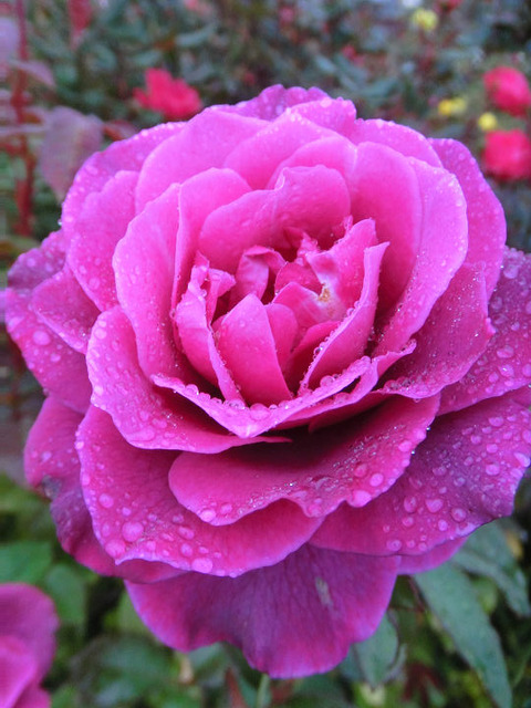 イントゥリーグ　1575