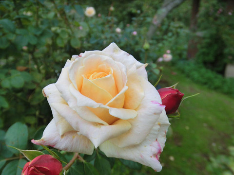 クィーン　ネフェルティティ1825