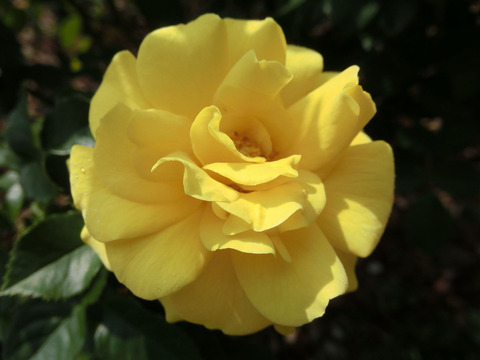 ゴールデン　フラッシュ6325