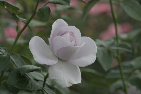 ブルー　バユーsIMG_7441