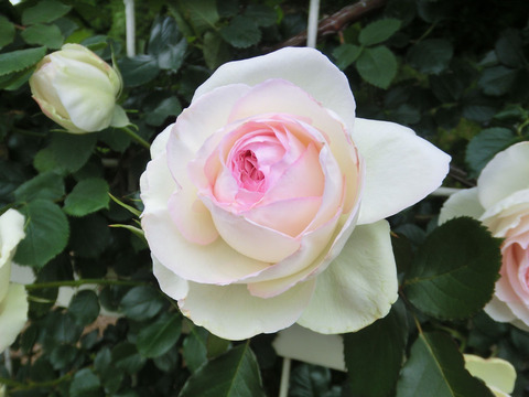 ブラン　ピエール　ドゥ　ロンサールsCIMG5503