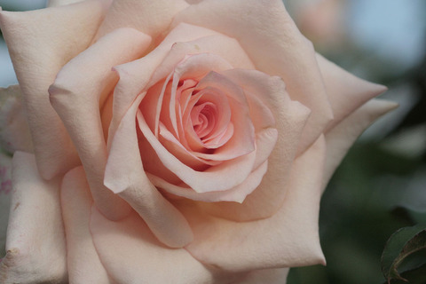 バニラ　パフュームsIMG_7172