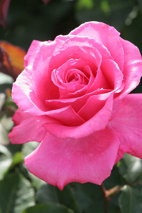 ほうじゅん　芳純