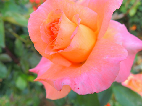 ケニギン　ベアトリックスsDSCN6488