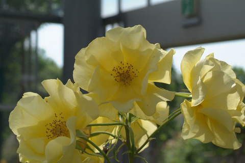 サプライズsDSCF1071