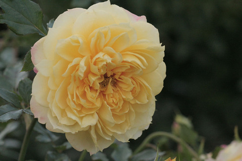 ファイアーワークス　ラッフルsIMG_5847