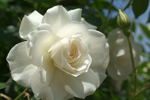 アイスバーグsDSCF0889