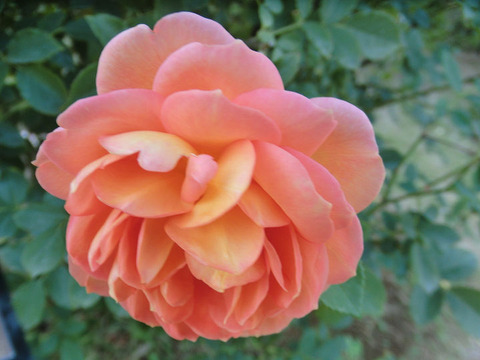 レディ　オブ　シャーロット5368