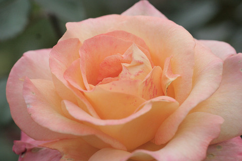 ケニギン　ベアトリックス6409