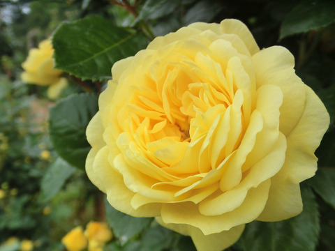 ベル　ロマンティカ0786