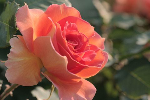 うきぐも　浮雲5089