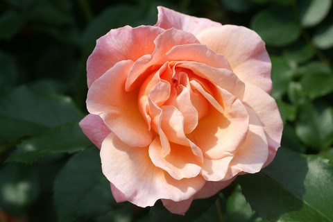 ウーメロsDSCF1806