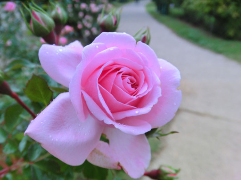 ホーム＆ガーデンadezi1324